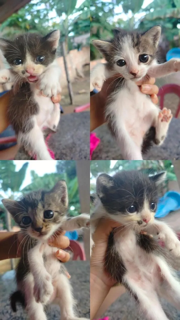 Gatinhas fofas para adoção!