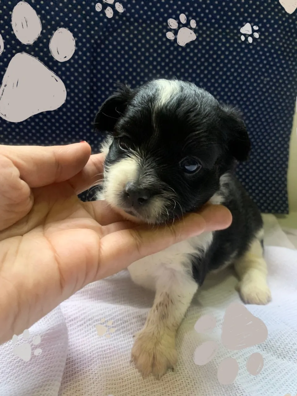 Filhote shih tzu 2 macho e 2 fêmea