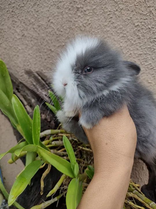 Mini Lion alto padrão 