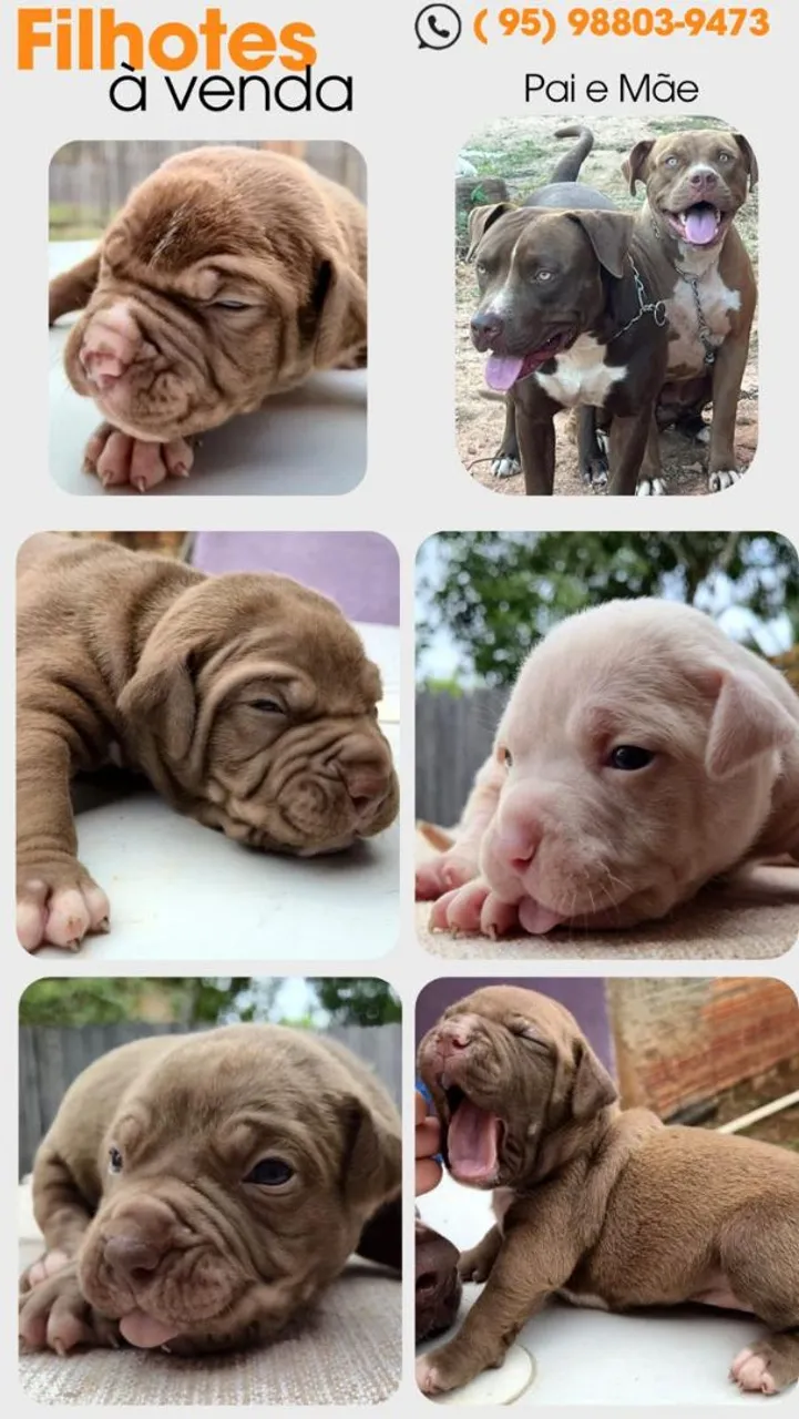 Filhotes de Pitbull a Venda
