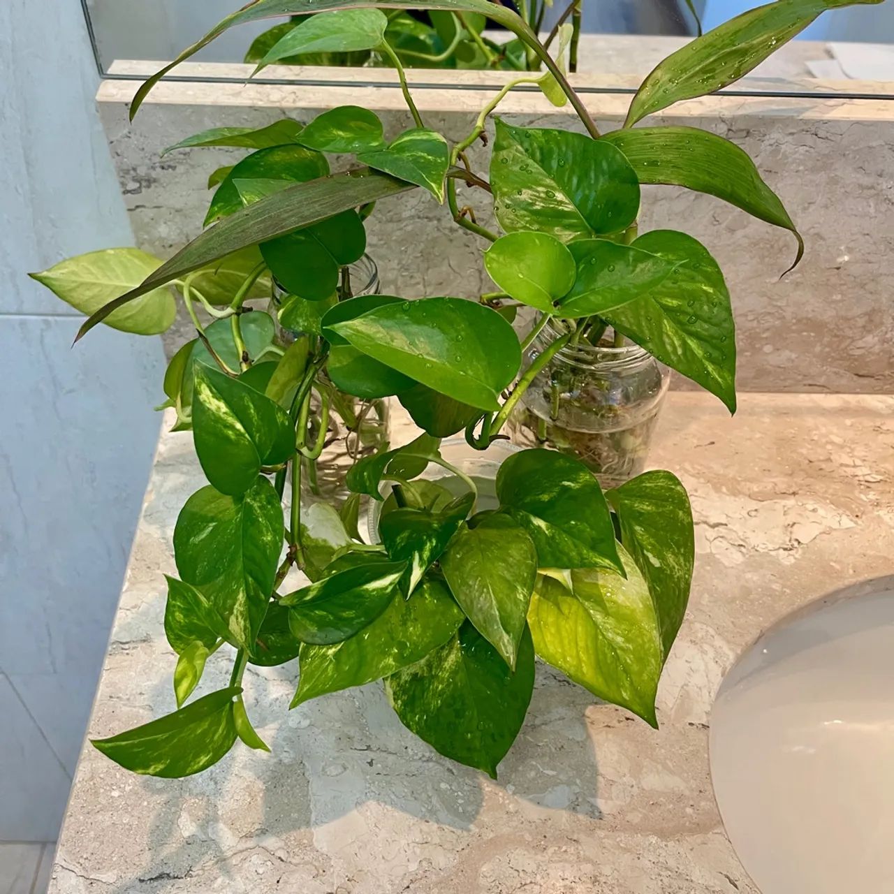 MUDAS DE PLANTAS SAMAMBAIAS, JIBÓIAS E ESPADAS DE SÃO JORGE - Foto 4