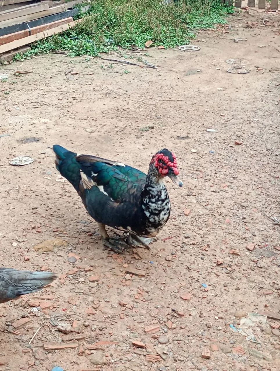 Patos 