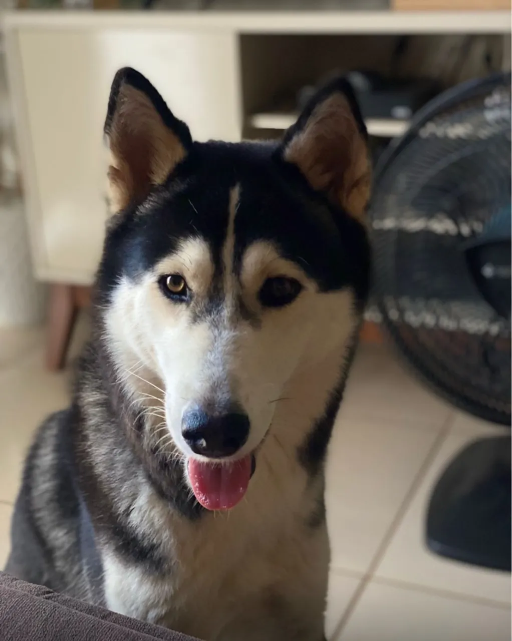 Husky Siberiano - Filhotes