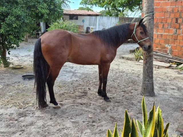 CAVALO MANGALARGA MACHADOR - Foto 2