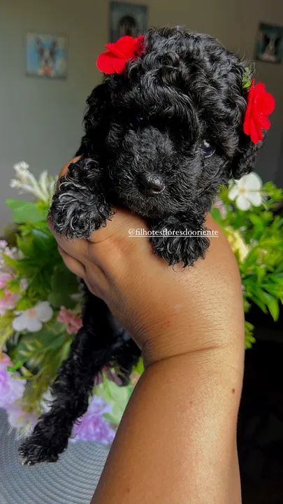 Poodle fêmea @filhotesfloresdooriente  - Foto 4