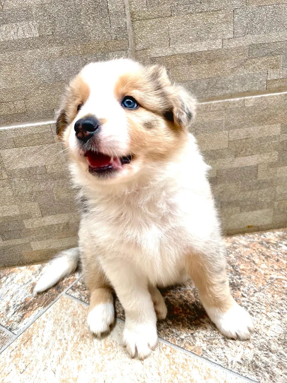 Border collie  - Foto 4