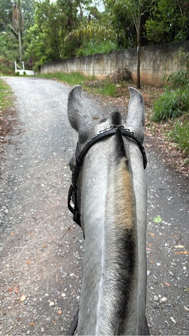 Egua potra mangalarga  - Foto 2
