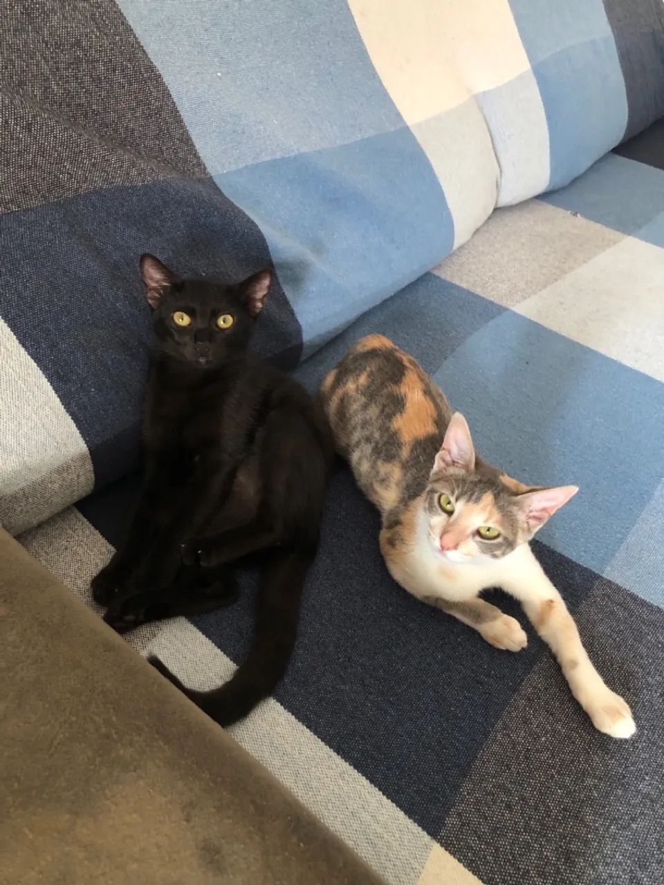 Gatinha pretinha  - Foto 5