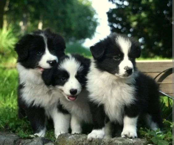 A Inteligência do Border Collie  