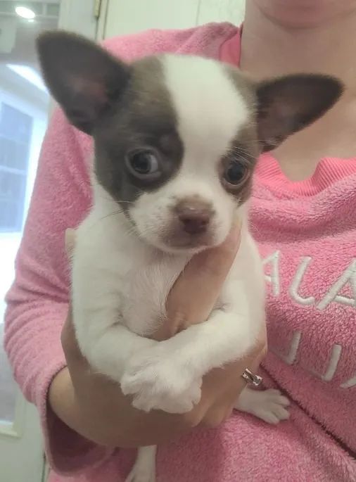 Chihuahua de Tamanho Mini com Vacinação Completa