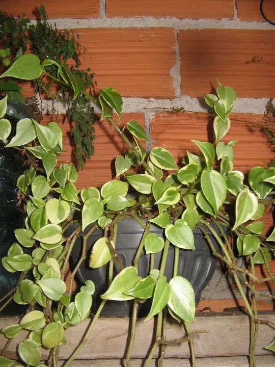 Câmera Digital Canon a400 3.2 mp tipo cybershot  - Foto 4