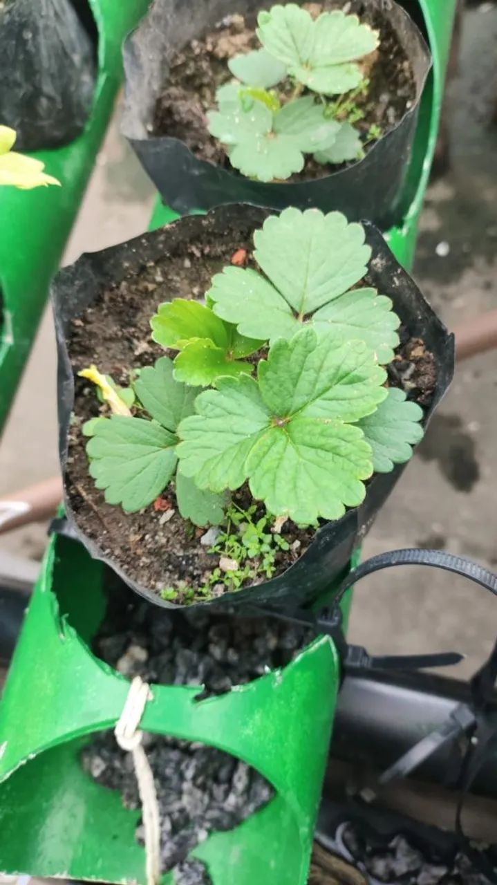 Mudas de Morango em Vasos para Produção - Foto 3