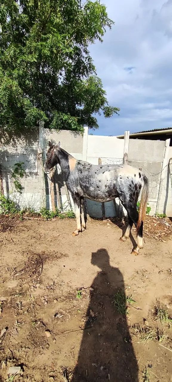 Potro marchador  - Foto 6