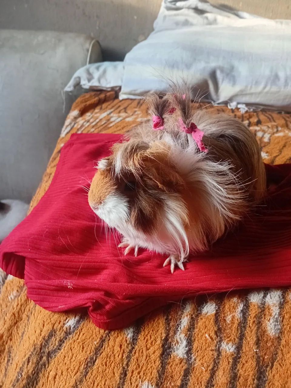 Porquinho peruano pra vender - Foto 2