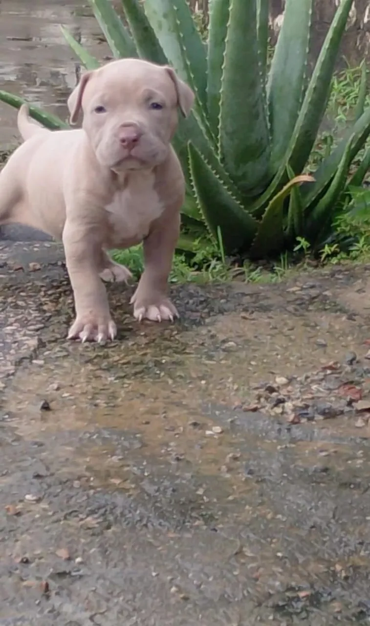 Pit monster 