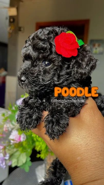 Poodle fêmea @filhotesfloresdooriente 