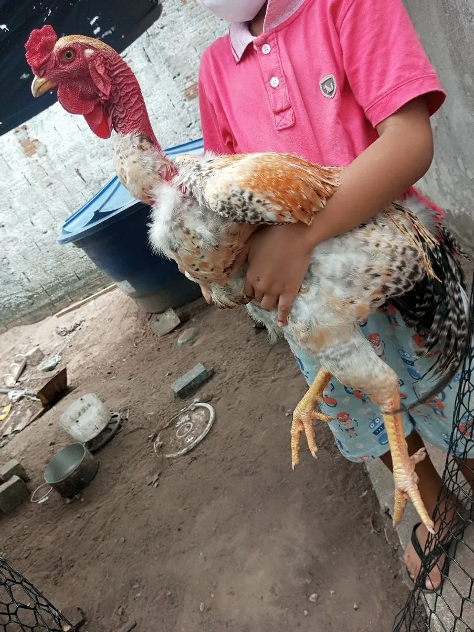 Galo Pescoço Pelado