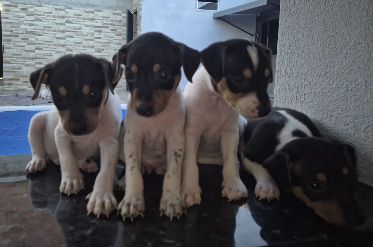 Filhotes de fox paulistinha