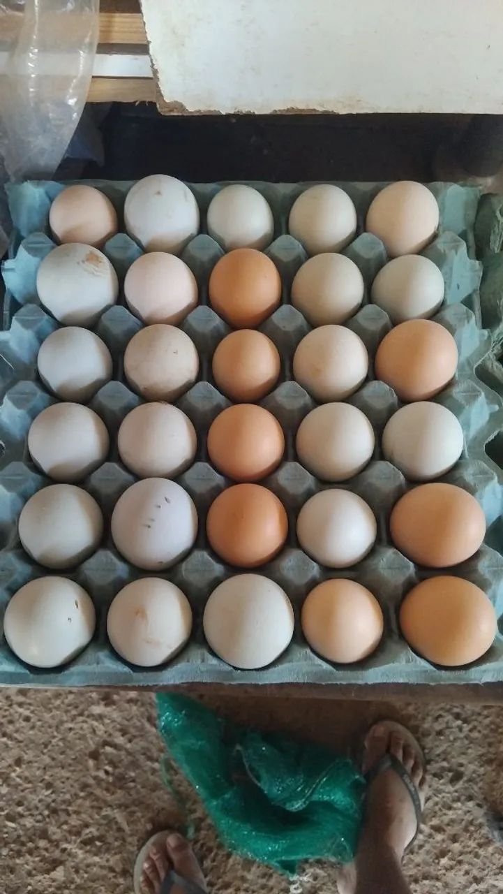 Ovos de Ameraucana galados, 