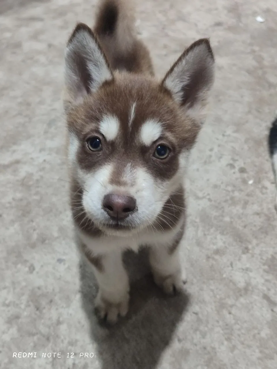 Filhote Husky Siberiano - Pelagem Exuberante