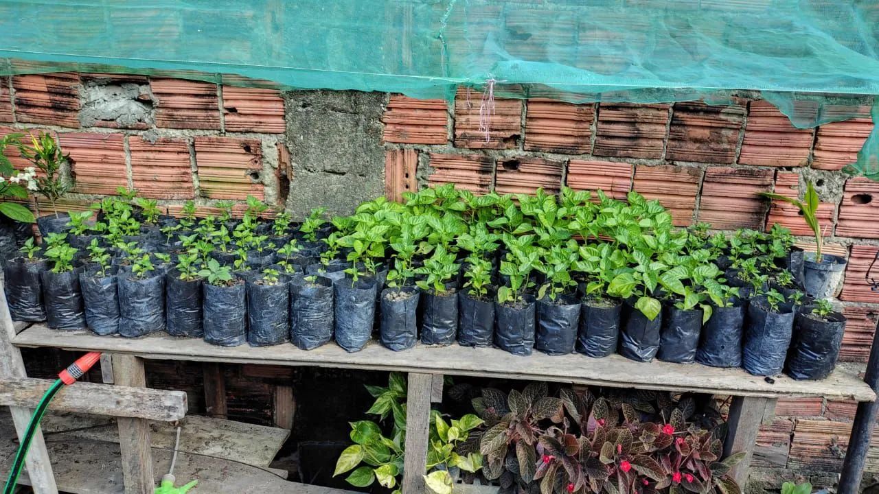 Vendo mudas de  pimenta de cheiro. (3reais a unidade) - Foto 4