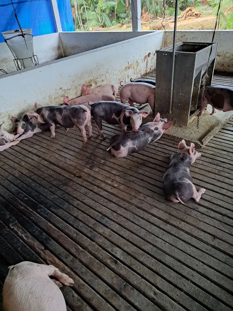 Suino - Leitões PIETRAIN PURO - Foto 4