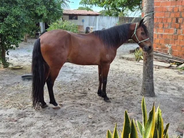 CAVALO MANGALARGA MACHADOR