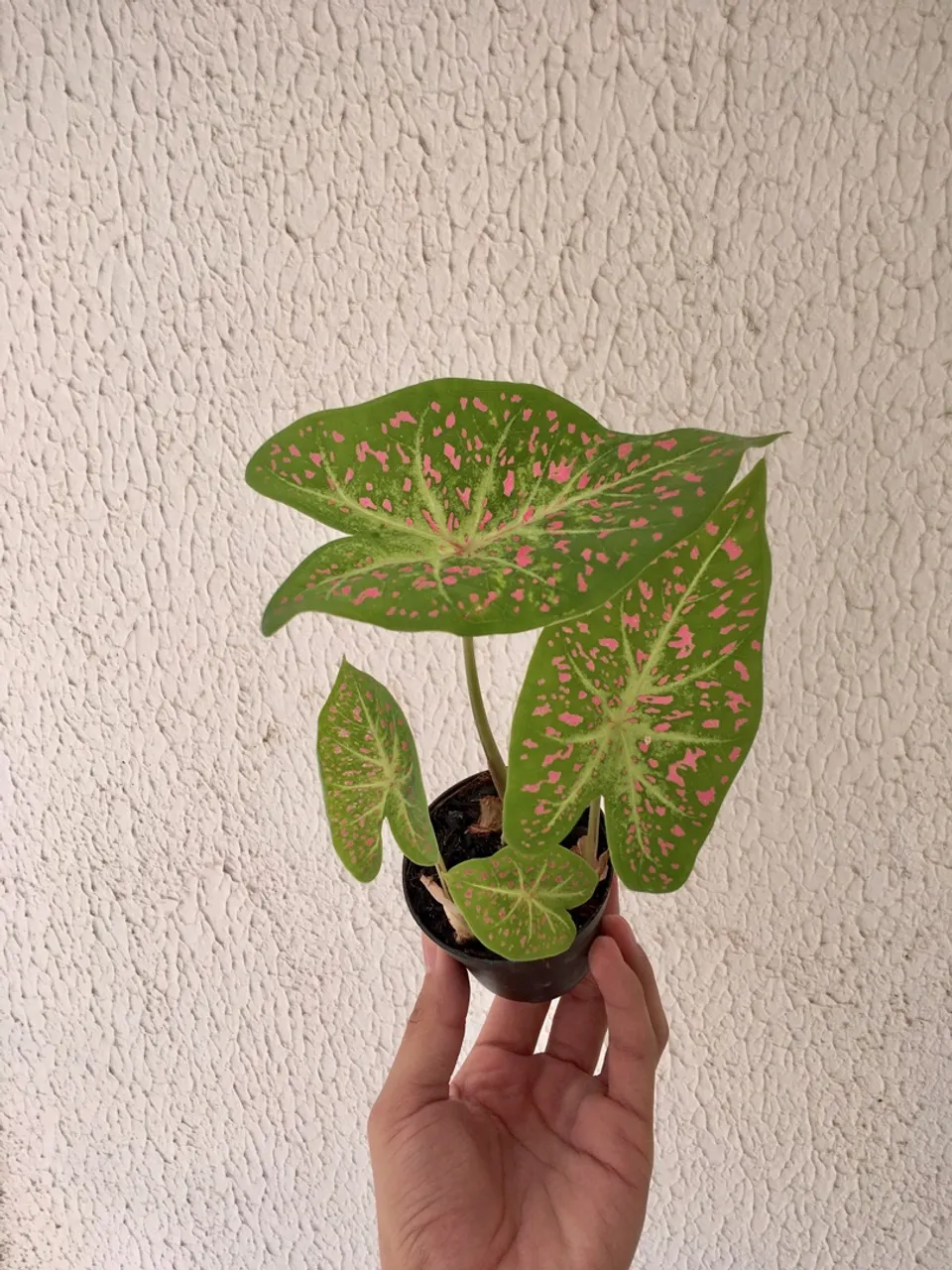 Muda de Caladium chuva-vermelha - pote 9