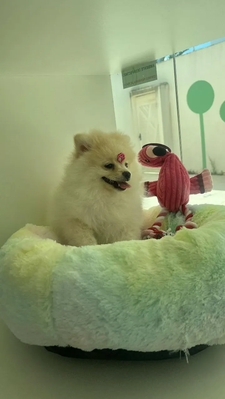 Spitz alemão femia 