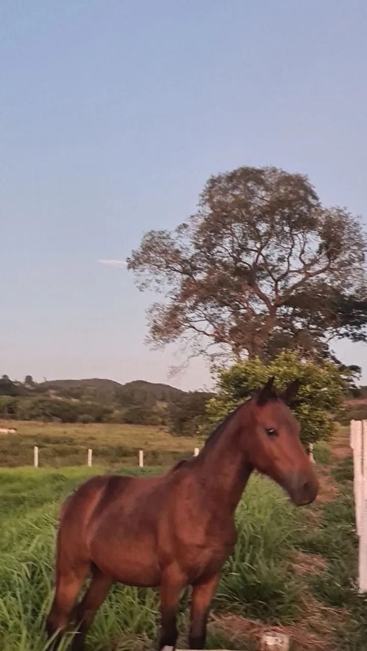 Eguas e potras Mangalarga Marchador
