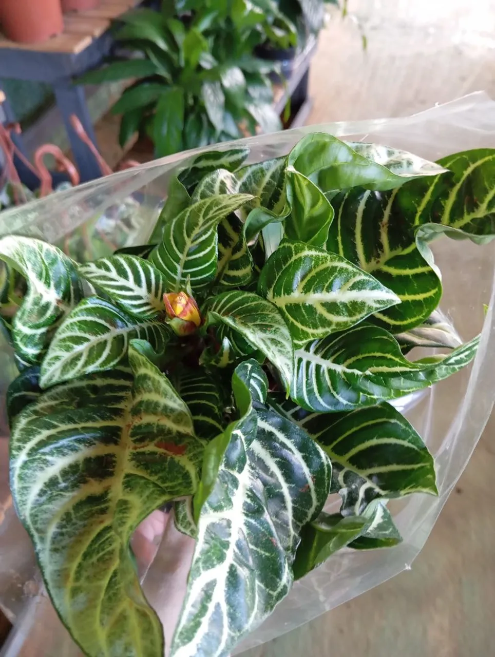 Planta Zebra - Elegância para seu lar!