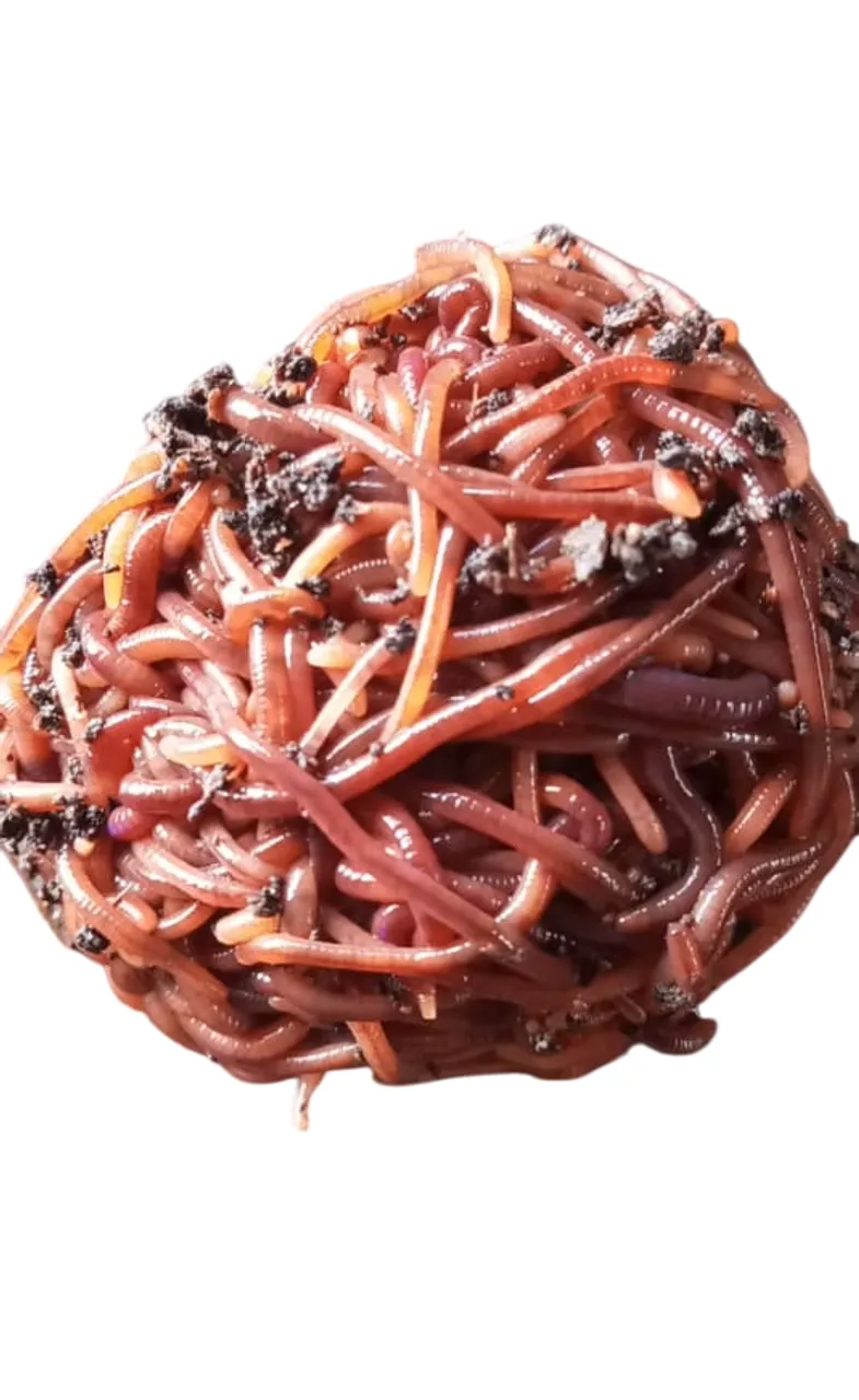 500 Minhocas para compostagem, frete grátis