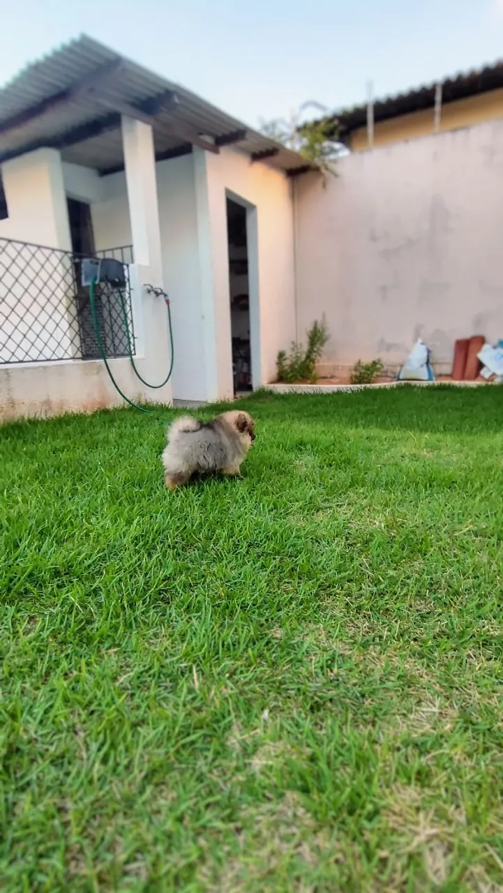 Presente perfeito dia dos namorados Lulu da Pomerânia anão fêmea