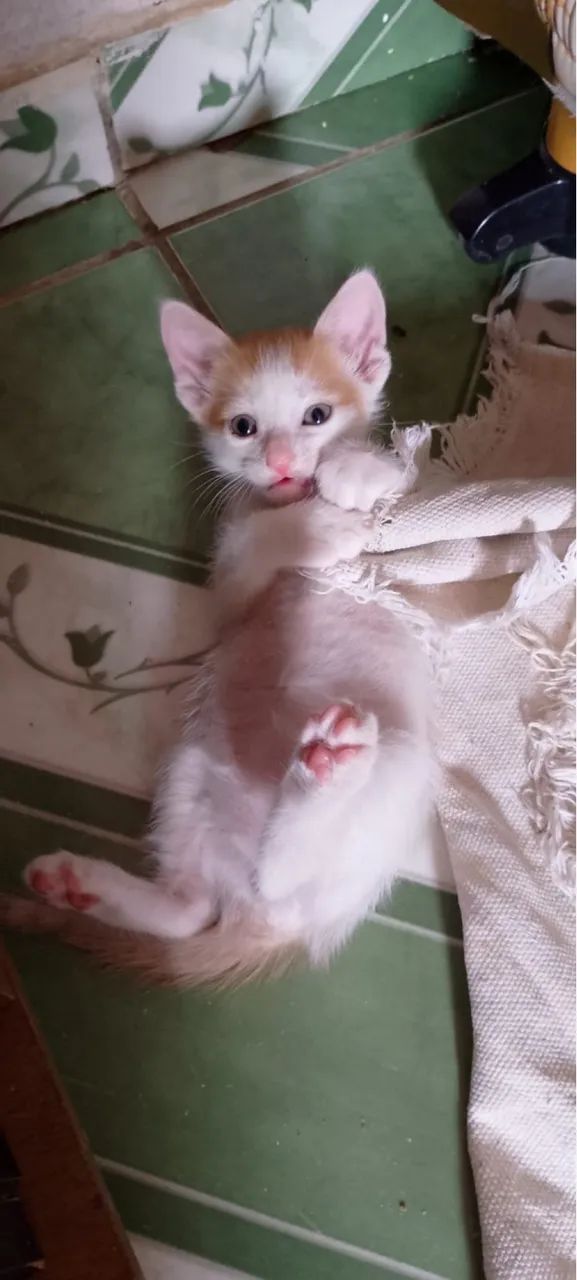 Adoção responsável filhotes dóceis 