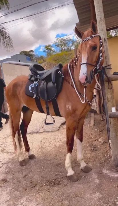 Cavalo Mangalarga Registrado - Foto 3