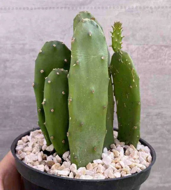 Cacto Ornamental - Opuntia Monacantha