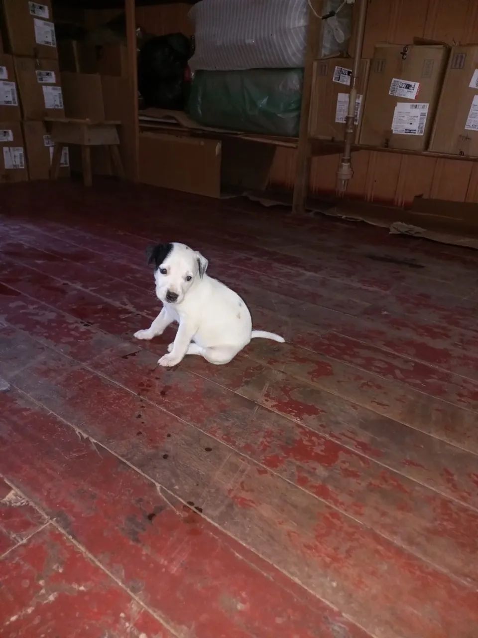 Doação de Cachorros novos  - Foto 2