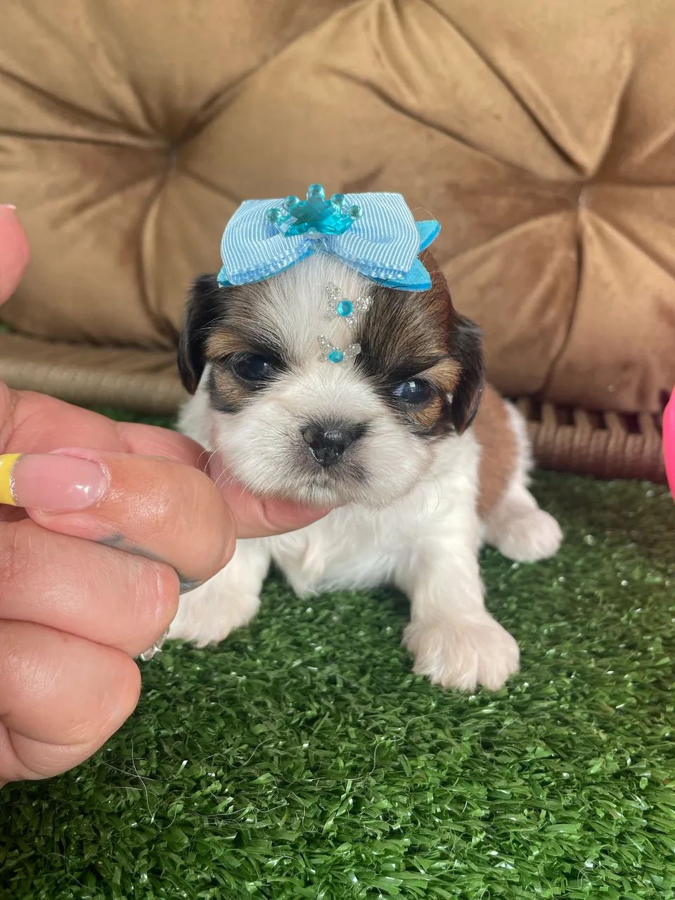 Shihtzu mini $2.200,00 