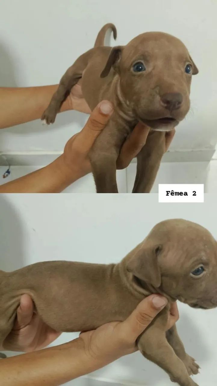 Filhotes de Pitbull - Foto 5