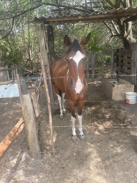 Potro castanho com estrela branca na testa