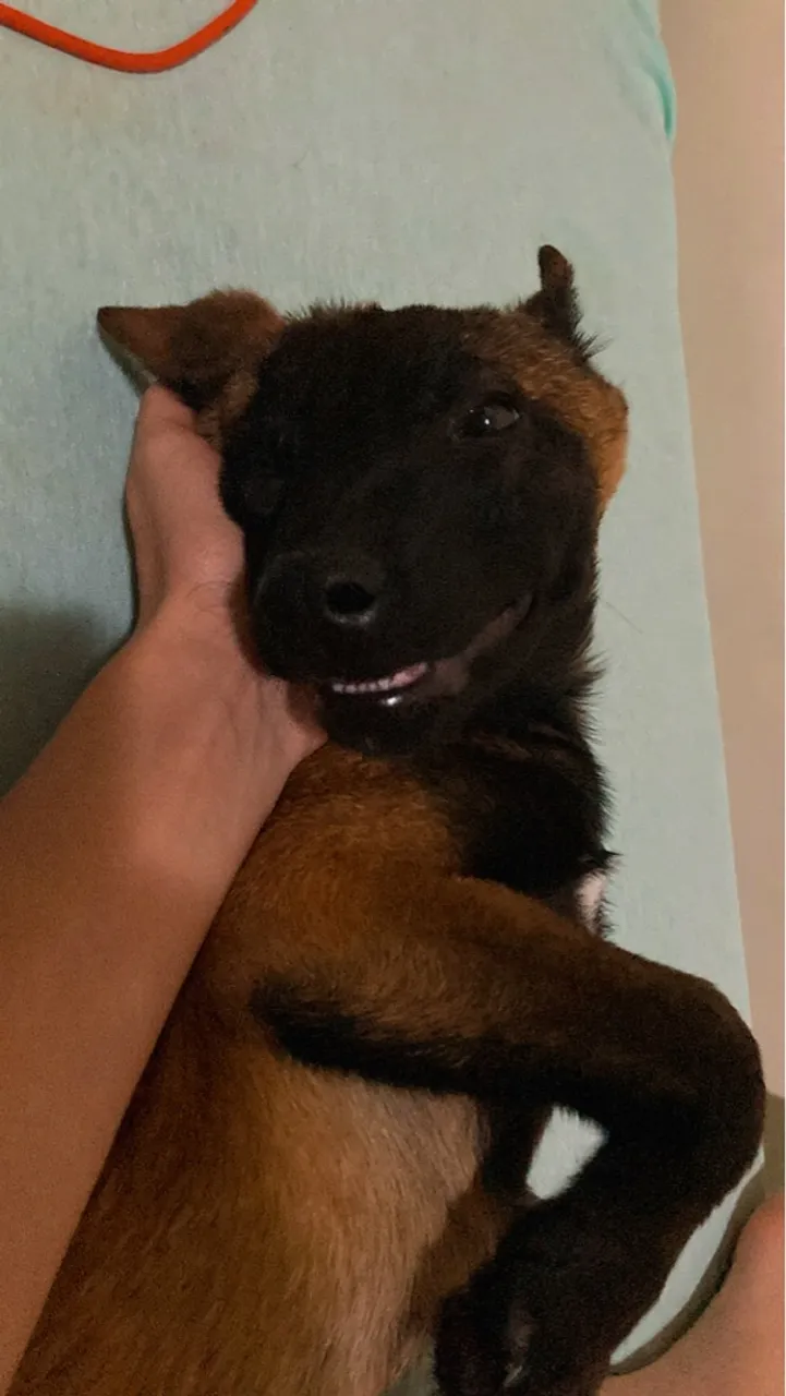 Filhote de Pastor Belga Malinois PURO