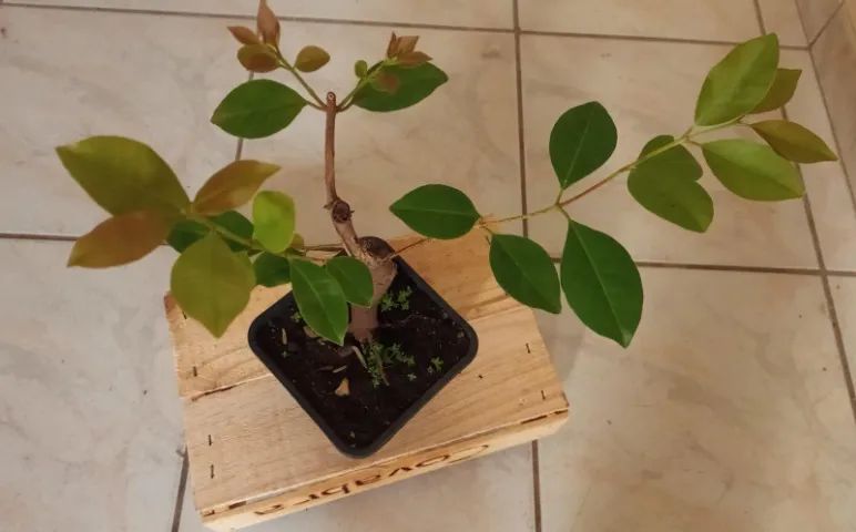 Bonsai de Araçá roxo plantado em vaso plástico. - Foto 2