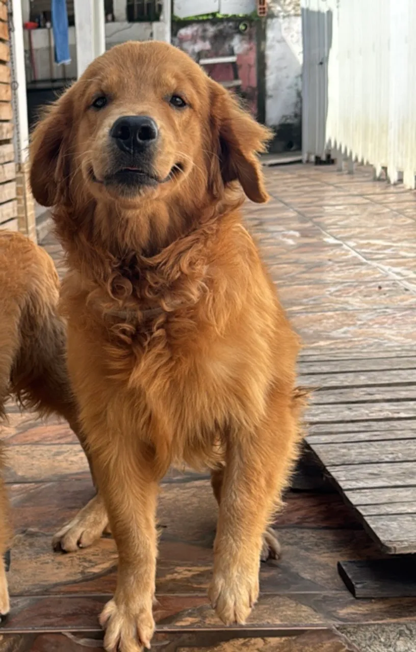 Golden retriever macho para cruzar