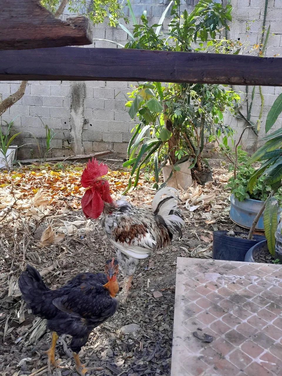 Vende se Galos