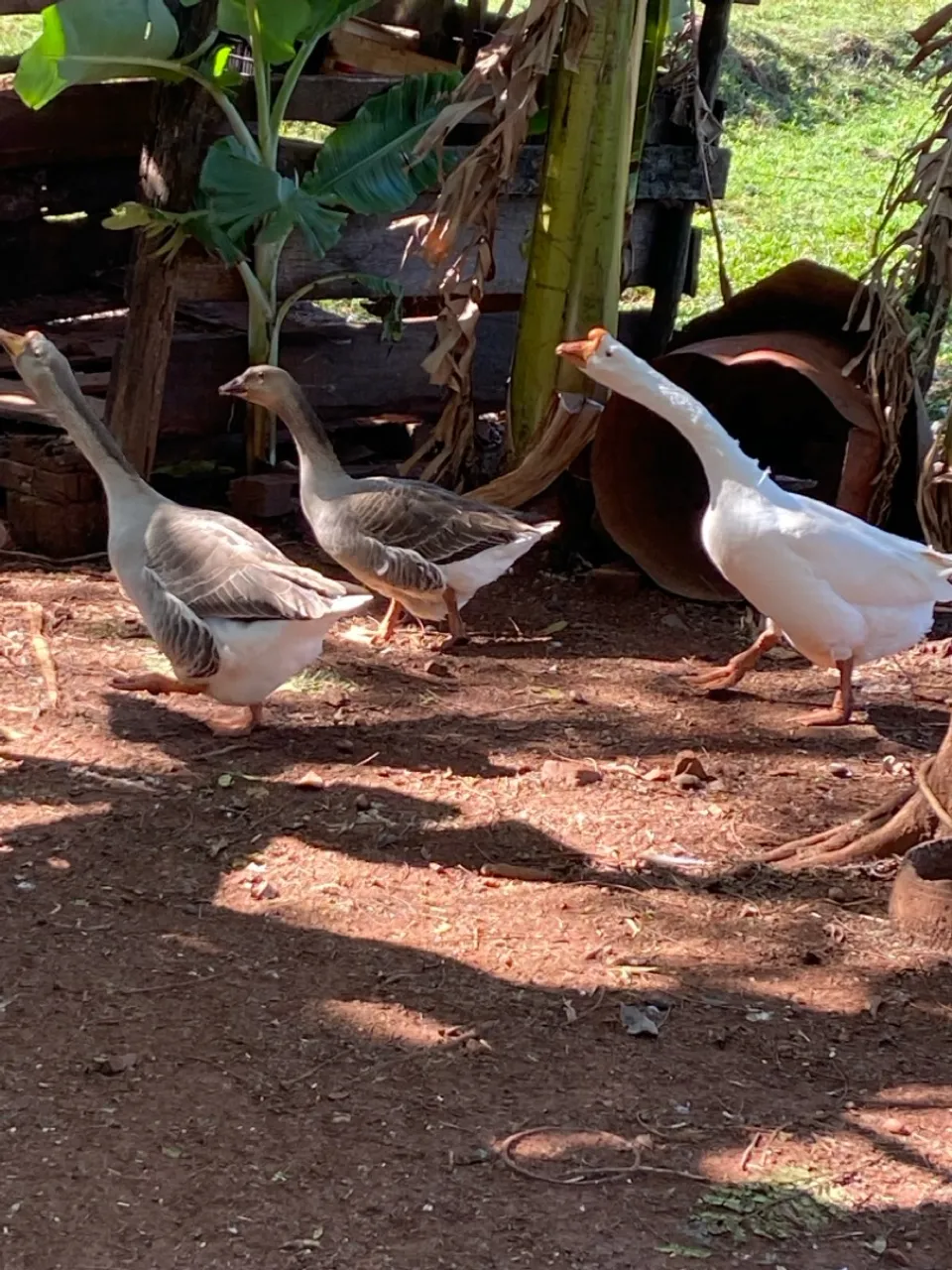 Dúzia de ovos galados de ganso sinaleiro