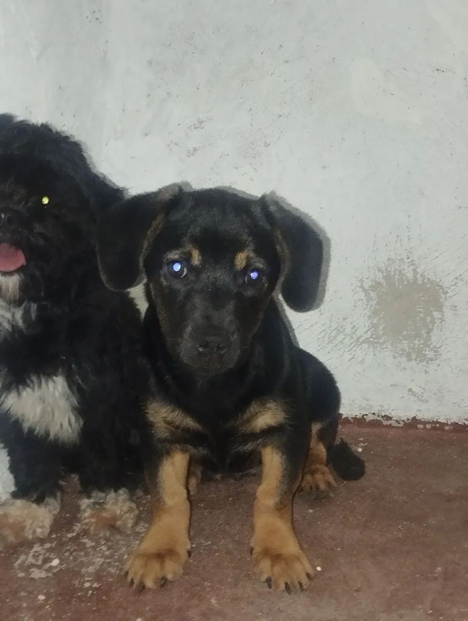 Doando cachorrinha 