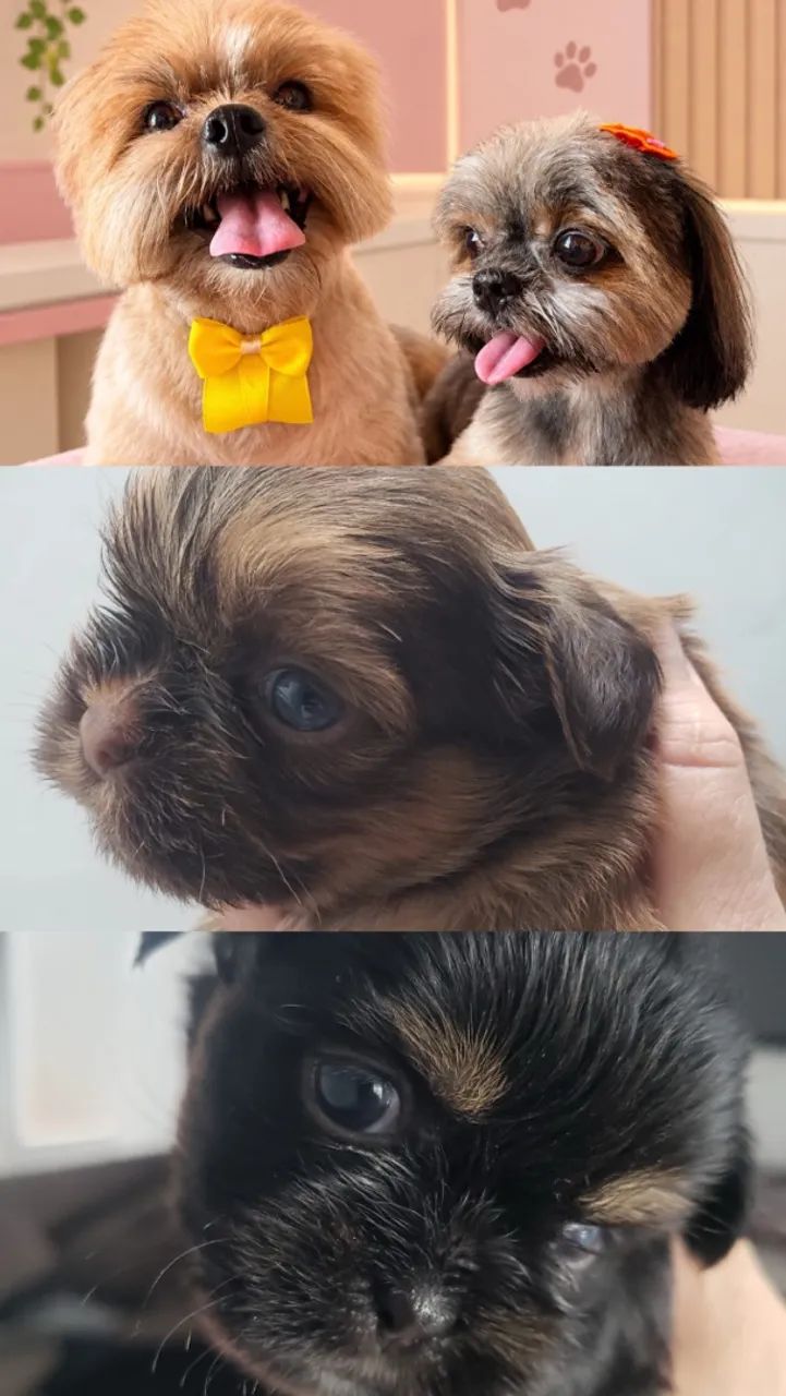 Cachorro 