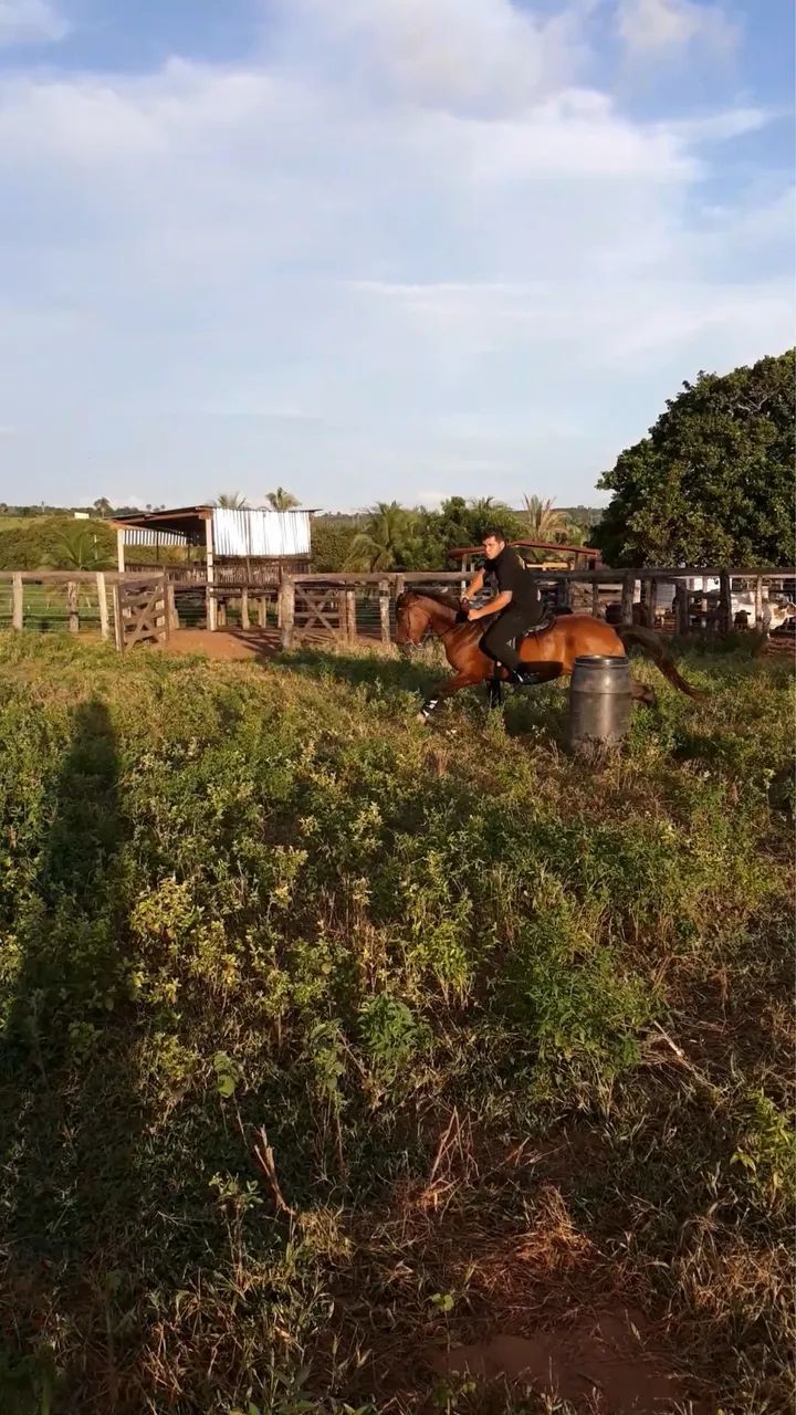 Cavalo à venda - Foto 4