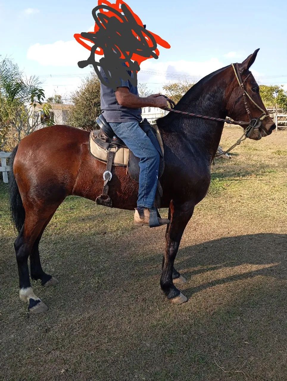 Égua Mangalarga 