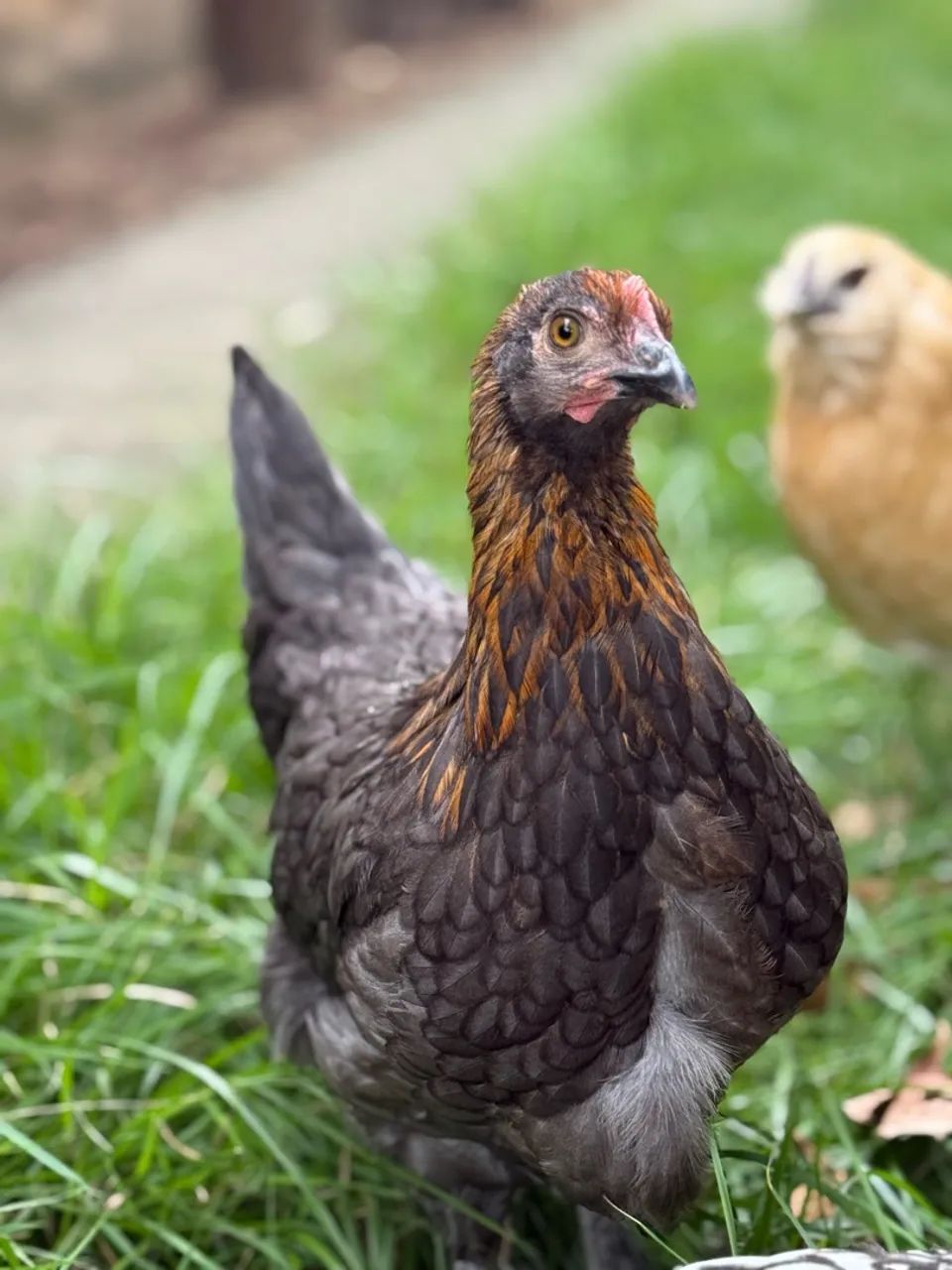 Ovos marans  - Foto 3